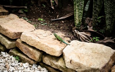 Piedra irregular para jardines: ideas y claves